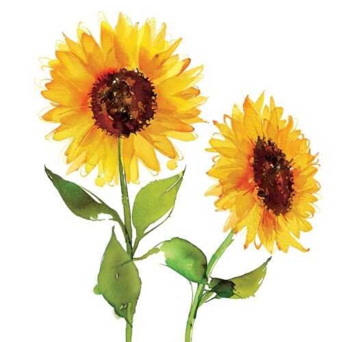 מפיות נייר Two Sunflowers